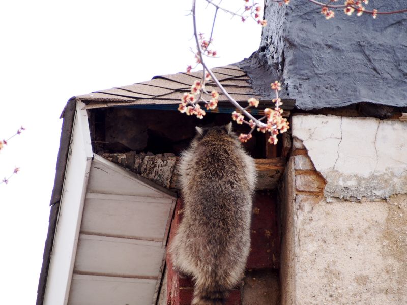 Attic Racoon Removal