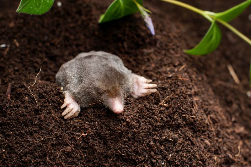 Cost of Mole Removal — Cost of Mole Removal
