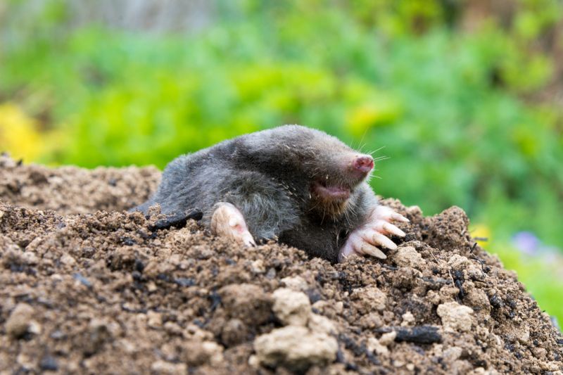 Cost of Mole Removal — Cost of Mole Removal