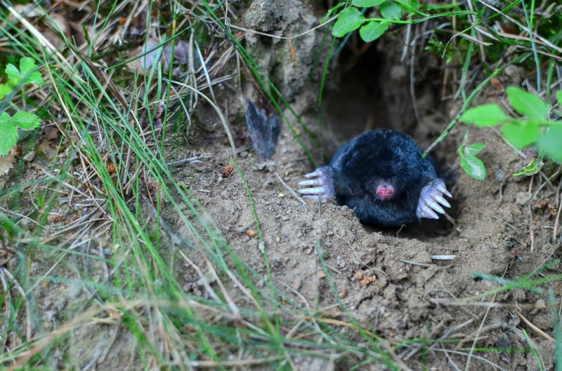 Cost of Mole Removal — Cost of Mole Removal