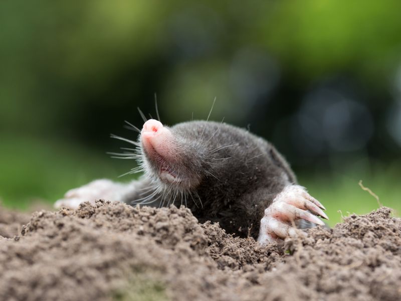 Cost of Mole Removal — Cost of Mole Removal