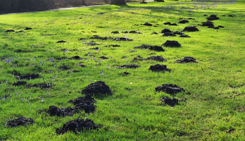 Don’t Let Mole Tunnels Ruin Lawns