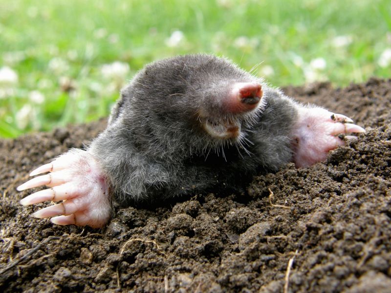 How Moles Disrupt Root Systems And Landscape Drainage
