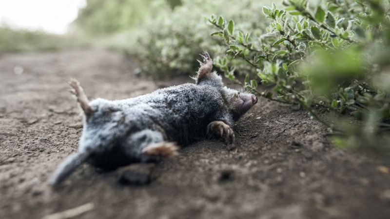 How Underground Mole Tunnels Damage Lawns And Irrigation Systems